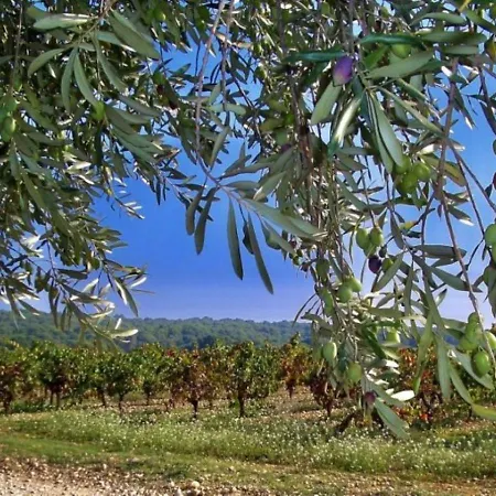 Chateau Saint Martin De La Garrigue וילה *